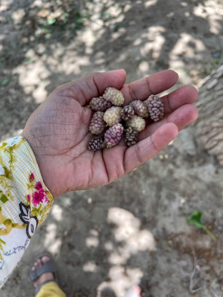 handful of Afghan mulberries