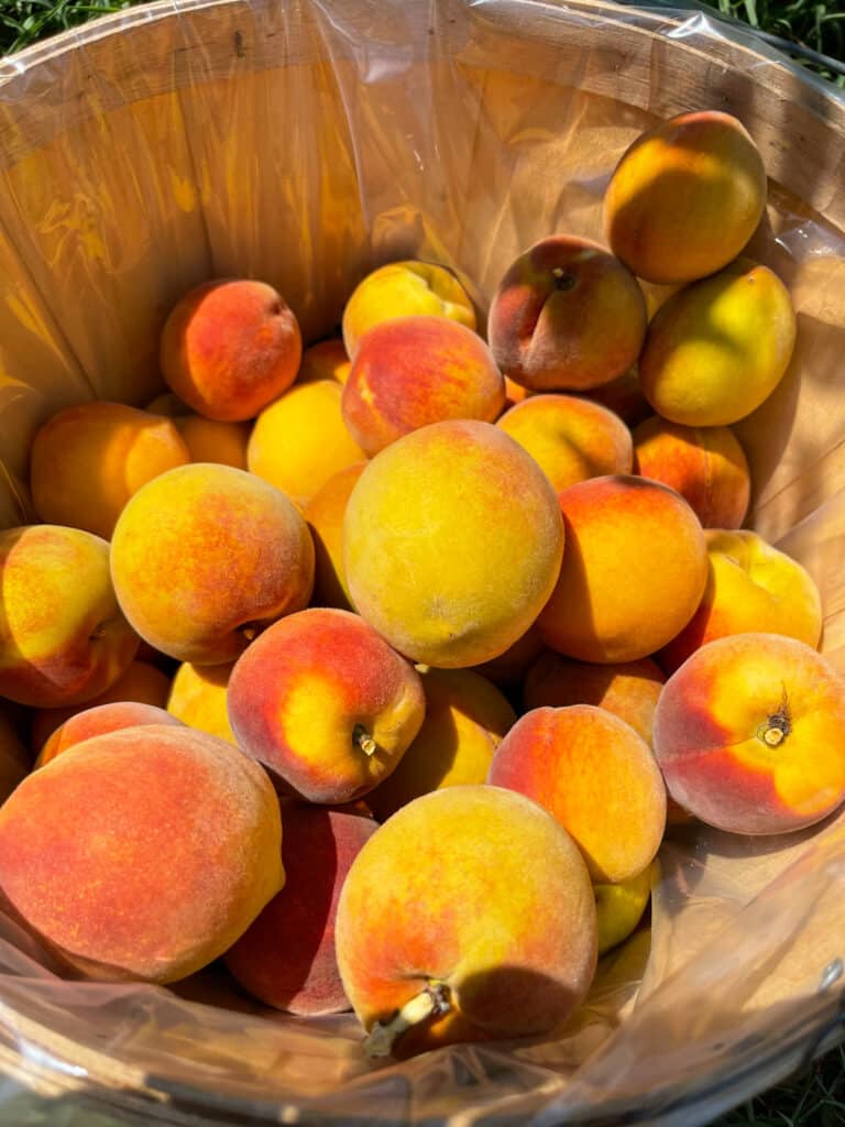 Barrel of Fresh Peaches